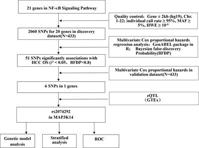 Potentially functional variants of MAP3K14 in the NF-κB signaling pathway genes predict survival of HBV-related hepatocellular carcinoma patients